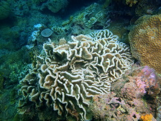 Stone coral