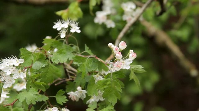 Close up pan of a flowering Hawthorn tree.