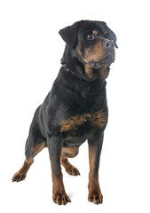 rottweiler in studio
