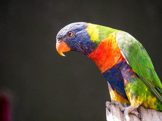 Loriquet © photoloulou91