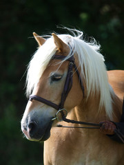 Horse In Bridle Headshot