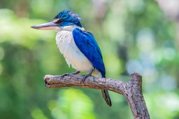 Collared kingfisher, White-collared kingfisher