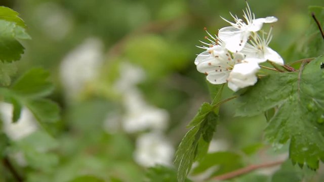 Rack focus on a flowering Hawthorne tree