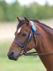 Obraz premium Horse In Bridle Headshot