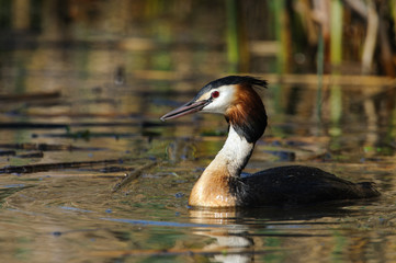 (Podiceps cristatus) Great Crested Grebe photographed near the reeds, where it will be nesting.
