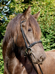 Horse in Bridle Headshot