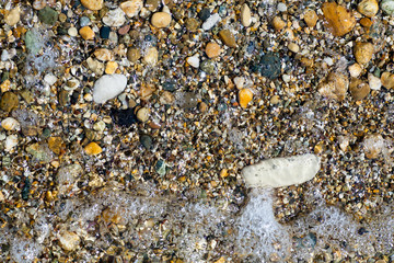 Sea shells, corals, pebble stones for background