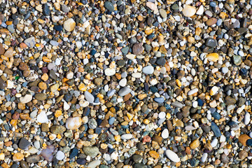 Sea shells, corals, pebble stones for background