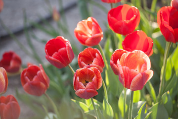 Fototapeta premium Close up red tulips blooming in the flower garden