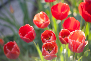 Close up red tulips blooming in the flower garden
