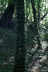 Tree trunk bound by ivy vine