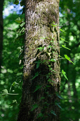 Tree trunk bound by ivy vine