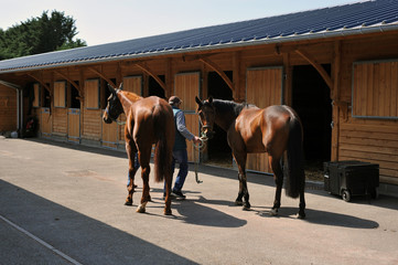 chevaux de course