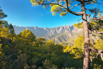 Forest in caldera of Taburiente, island of La Palma, Canary Islands