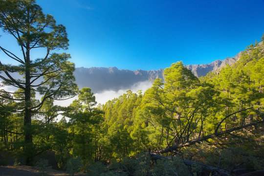 Forest with pines Pinus canariensis in Caldera of Taburiente, La Palma, Canary Islands