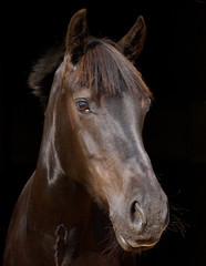 Horse Headshot Against Black Background