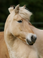 Fototapeta premium Pony Head Shot