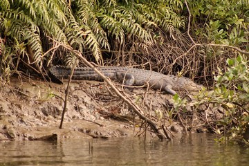 Crocodile at the shore of the Daintree River - Queensland - Australia
