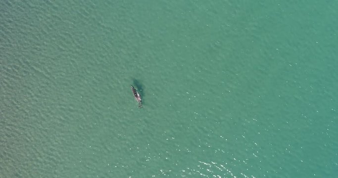 Aerial shots of a pod of dolphins playing.