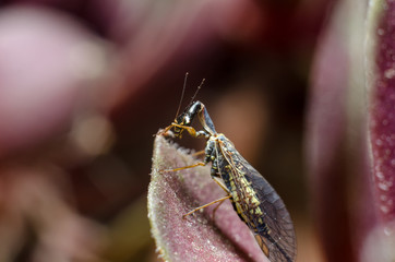 Snakefly insect with the order Raphidioptera.