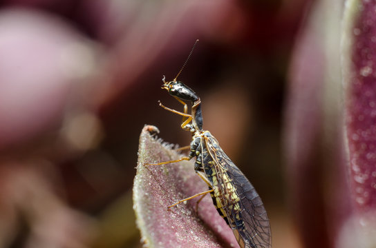 Snakefly insect with the order Raphidioptera.