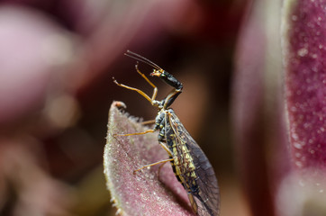 Snakefly insect with the order Raphidioptera.