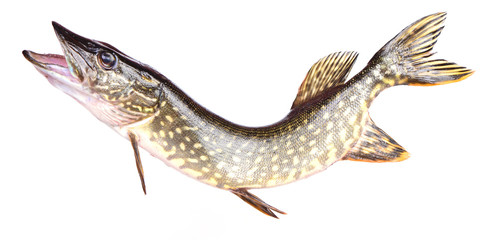 Fish pike