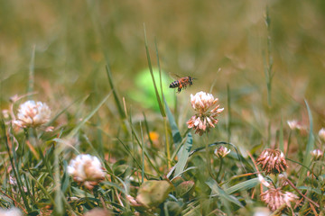 Bee with Flower in the field