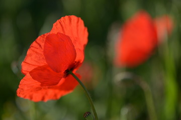 Rote Mohnblumen im Gegenlicht am fr&uuml;hen Morgen