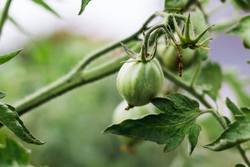 Green Tomatoes in a garden