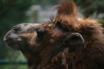 Fototapeta premium Chameau