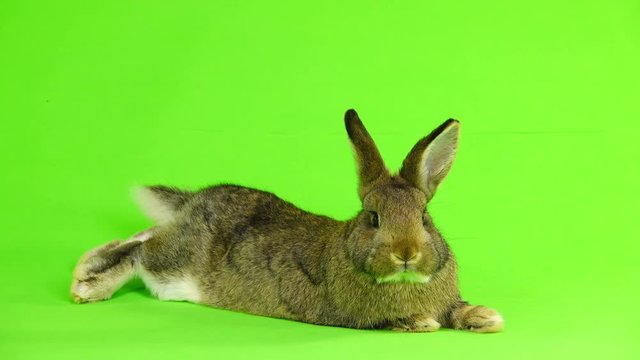 rabbit lies on the green screen (three months old) studio shot