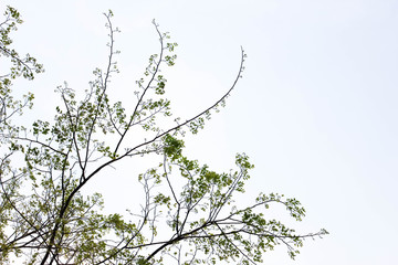 Old dry tree with branches and no leaves against a blue sky which can be used as a background, abstract green leaf on blue sky and sun light, Tree branches with blue sky background