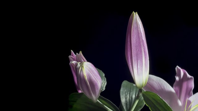 Blue iris or blueflag flower blooming, isolated on black background