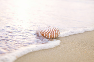 golden nautilus shell