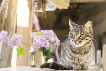 Gray cat and vase with lilacs