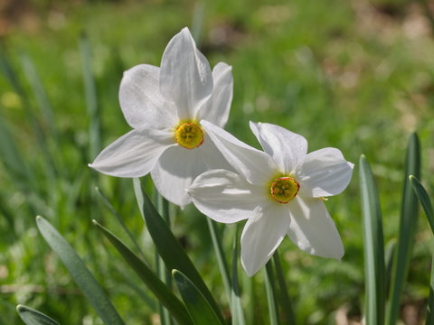 Naturvorkommen Sternnarzisse (Narcissus radiiflorus) im Bärental / Kärnten / Österreich