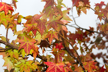 red and orange leaves of the liquidambar under the autumn rain