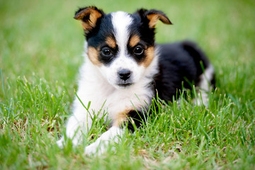 A cute little puppy lies on the grass.