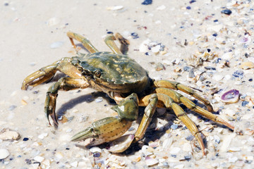 Beautiful crab crawl on the coast of the Black Sea