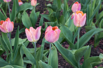 Beautiful pink tulip Bruine Wimpel blooming in spring park