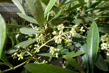 Obraz premium fleur de l olivier