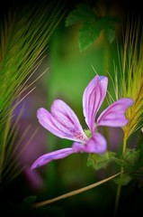 Fototapeta premium Mauve est joueur