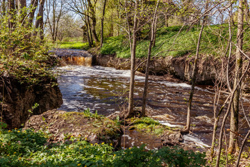 Latvia.pa green coast with old trees floods river with Irving Falls