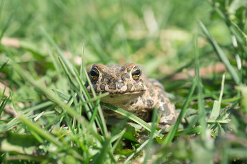 The toad on the grass