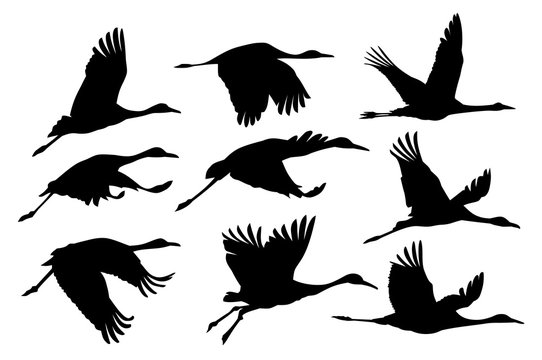 Silhouettes of cranes. 