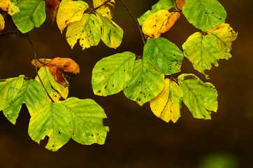 Herbst, Blaetter, Buchenblaetter,