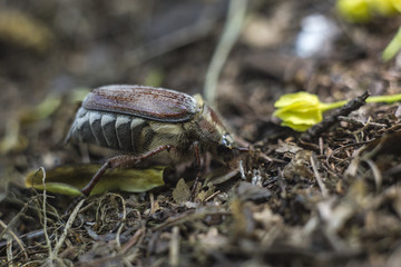 Beautiful spring beetle