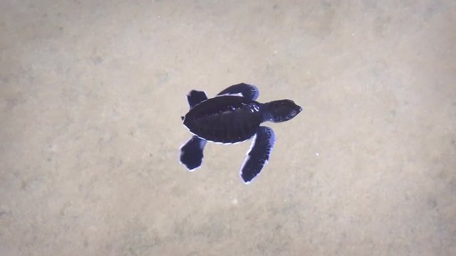 Freshly Hatched Baby Turtle Acclimates to the Water in Hikkaduwa