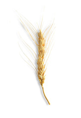 Fototapeta premium barley isolated on white background